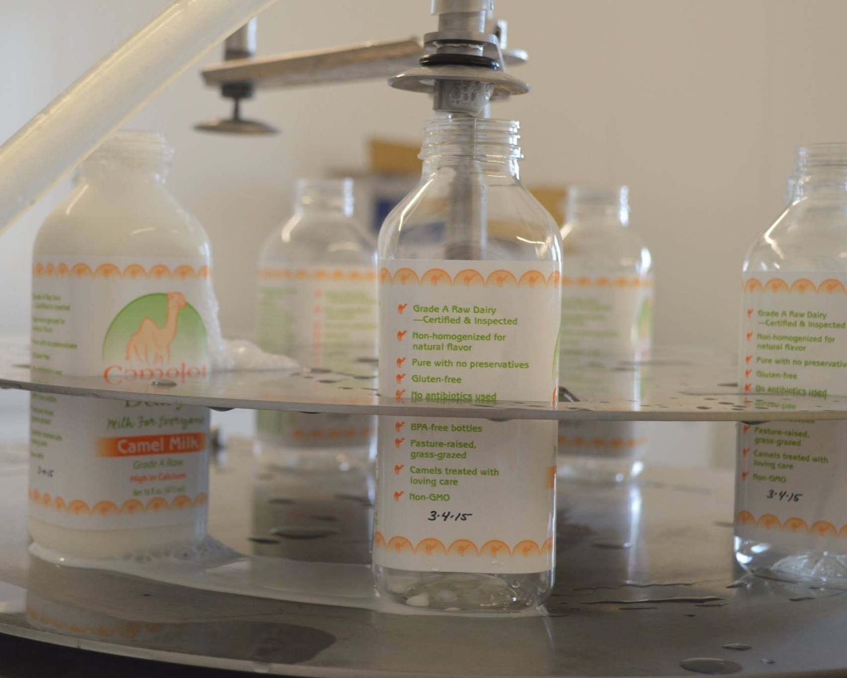 Bottles of camel milk on a filling machine, showcasing labels that highlight the product's Grade A raw dairy certification, non-homogenized nature, gluten-free status, and BPA-free packaging. The image emphasizes the health benefits and ethical treatment of camels in the production process.
