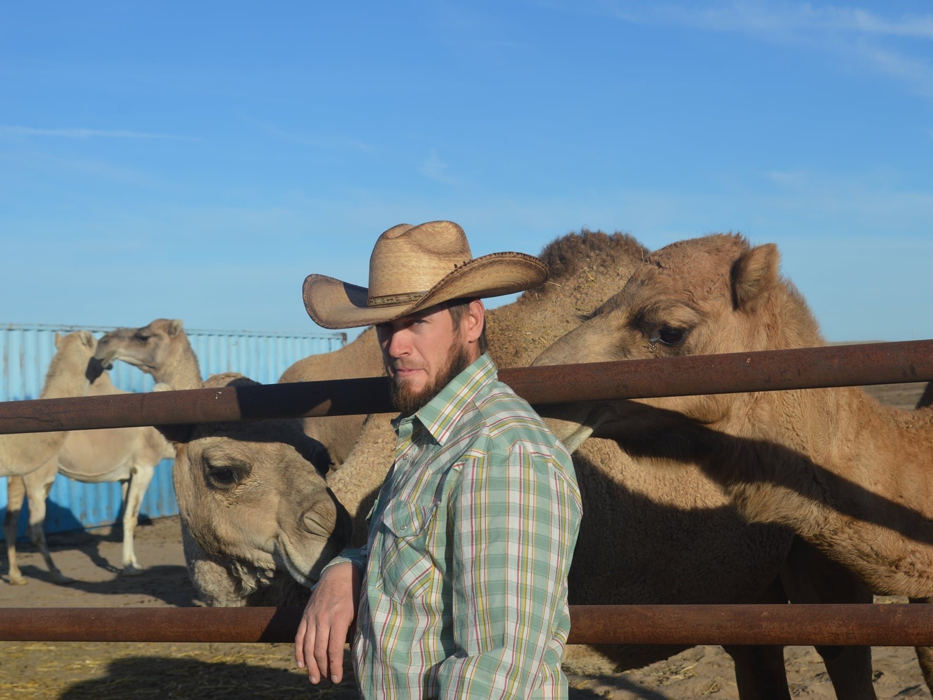 Man in a cowboy hat standing next to camels in a farm setting, with a blue sky in the background. The scene captures a unique interaction between the man and the camels, highlighting agricultural life and camel husbandry.