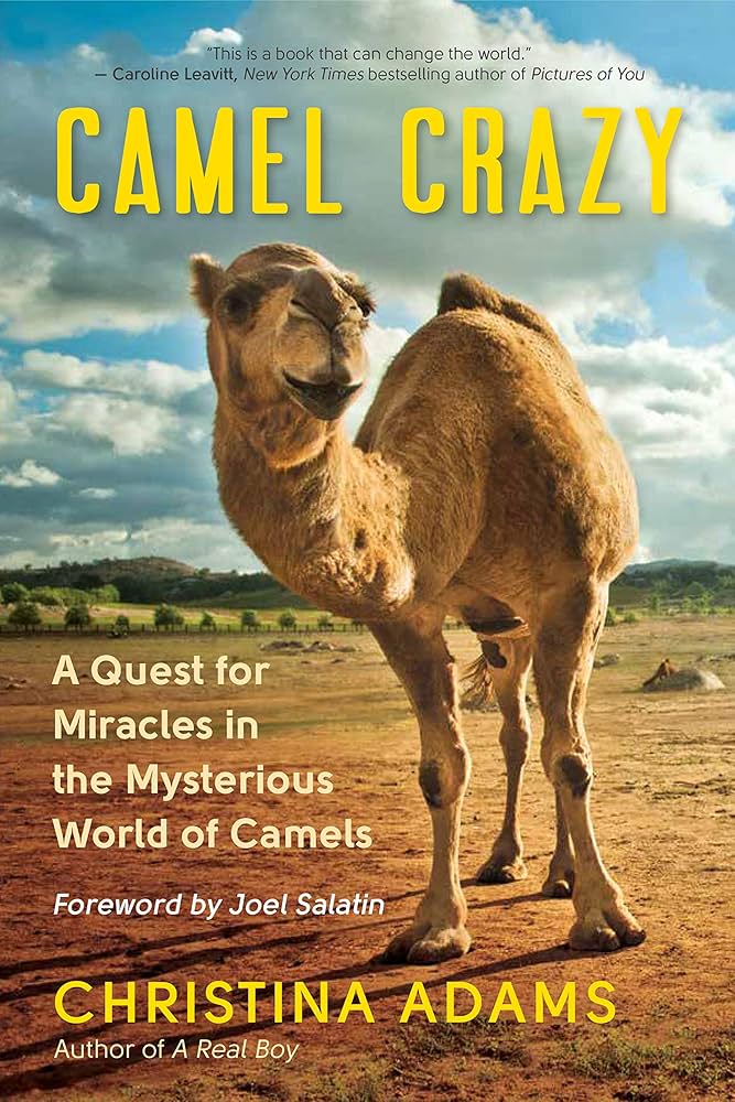 Book cover of "Camel Crazy" by Christina Adams, featuring a close-up of a camel in a desert landscape. The title highlights a quest for miracles in the world of camels, emphasizing the unique and mysterious nature of these animals.