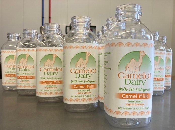 Bottles of Camelot Dairy camel milk lined up on a countertop, featuring labels that emphasize the product's pasteurization and high calcium content. Each bottle contains 16 fluid ounces of camel milk, promoting it as a nutritious dairy alternative for everyone.