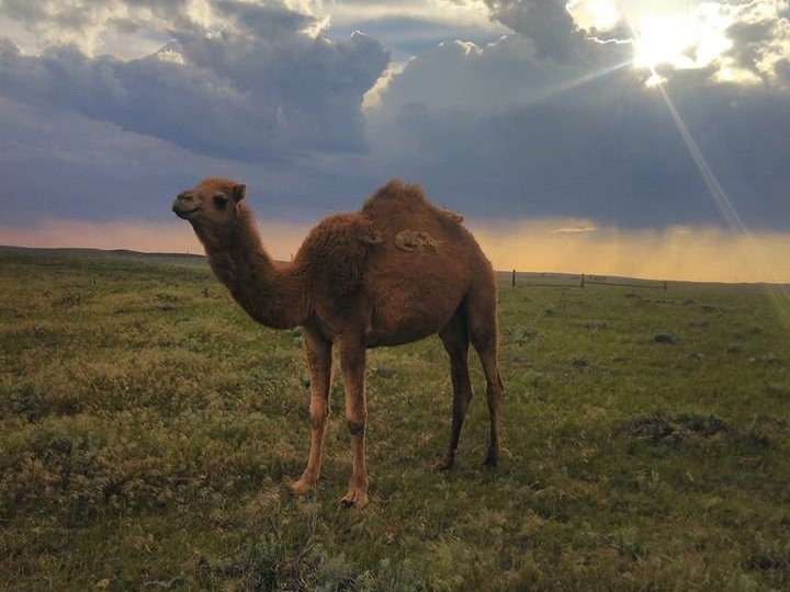 Bactrian camel standing in a grassy landscape under a dramatic sky with clouds and sunlight. The camel has two humps and is facing slightly to the side, showcasing its unique features and the natural environment.